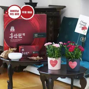 카네이션 화분 세트(2pcs)+정관장 홍삼원력 꽃배달 꽃배송