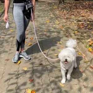 강아지와 함께 산책 및 러닝 끈(연두 보라색)리드줄 허리 핸즈프리 목줄 강아지 애견 용품 개목 대형견 견
