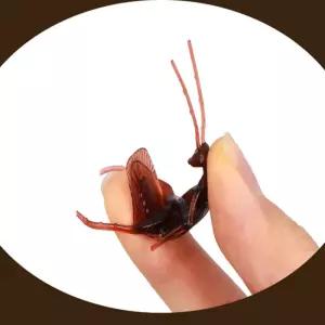 신명나는 바퀴벌레 모형 10P 곤충모형장난감