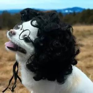 강아지가발 곱슬머리 분장가 꾸미기 패션 애견소품뽀글이가 소품가 가소품 코믹가 사진 촬영 악세사리 웃긴