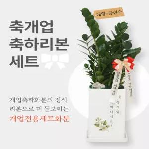 [리본세트] 개업축하 개업식 개업화분 카페 금전수 스투키 선물 화환