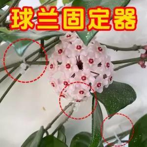 넝쿨 지지대 덩쿨 식물 지주대 화초 화분 원예 호야 카르노사 벽 거북이 등껍질 장미 및 덩굴 드릴 작업 없