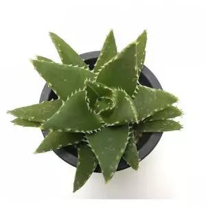 베하몰 실내 화초 용산 인테리어식물 18cm (23488421)