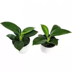 베하몰 실내 화초 1+1 콩고 수경식물 약 20cm (23488554)