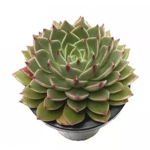 베하몰 실내 화초 루돌프 다육이 화분 15cm (23488414)