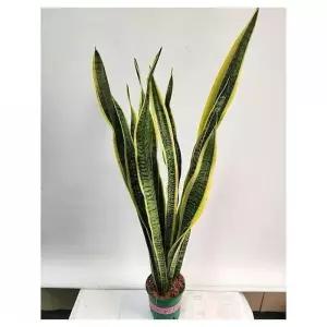 베하몰 실내 화초 산세베리아 대품 약90cm (37675471)