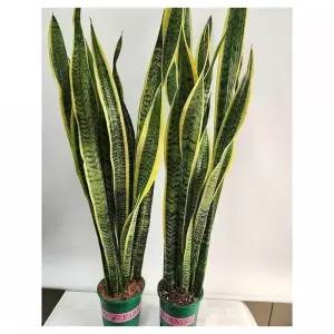 베하몰 실내 화초 1+1 산세베리아 대품 약90cm (37675472)