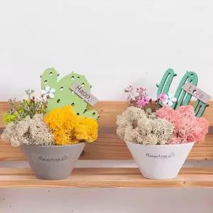 아트박스/플라워트리 스칸디아모스 공기정화식물 화분 선인장 set 15cm