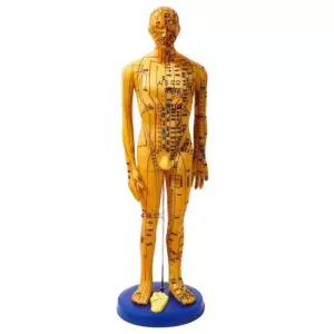 경혈 혈자리 마사지 침자리 교구 마네킹 침구 인체모형