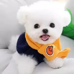 강아지옷 자몽 후리스 애견 조끼 머플러 뽀글이 반려