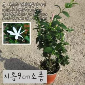 건강한식물) 백조자스민 소품화분 10cm (재스민 모종 사용한 지름 쟈스민) (좋은흙만