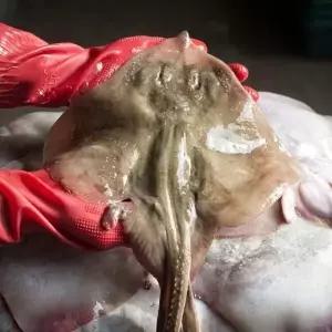 국내산 급냉 간재미 1kg 내외24762402588515