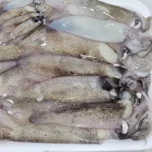 칠 냉동 총알한치 2KG 오징어 해산물 간편조리