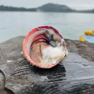 남해안 횟감,샤브샤브용 검정 손질 새조개 400g (200g당 10미 내외