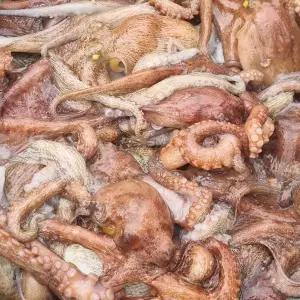 국산 돌문어 1kg