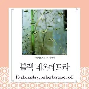 블랙네온테트라 50마리 작고 귀여운 또다른매력의 테트라  관상용 열대어 어항 수족관 생먹이자루