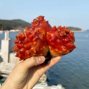 통영 깐멍게 1kg 손질 세척 깐