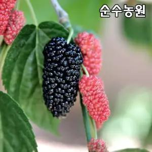 왕오디나무, 슈퍼오디나무 묘목 접목1년 뿌리묘 1개/뽕나무/유실수 과실수