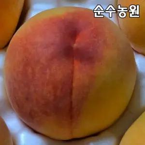 복숭아나무 묘목, 황도(황금도) 접목1년 뿌리묘 1개/유실수/과실수