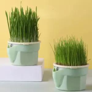 새로운 애완 동물 고양이 새싹 접시 성장 냄비 수경 식물 잔디 발아 소화 스타터 green