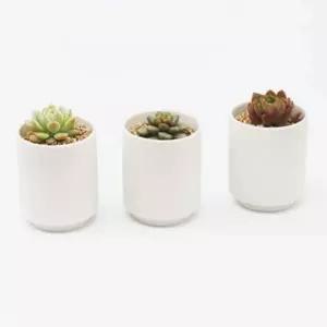 [텐바이텐]인테리어 반려식물 다육이 세라믹 도자기 백토 화분