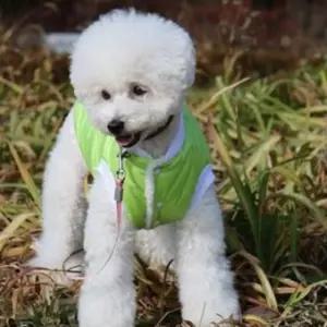강아지 유광 패딩 (그린) 입기 편한 옷 10초조끼 반려동물 패션 겨울 펫조끼 점퍼