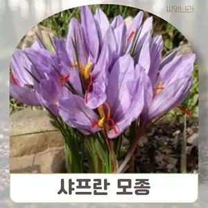 고품질 꽃모종 샤프란 (5포트) 1세트 사티버스크로커 야생화씨앗 희귀씨앗 씨앗나라 WFM0VWY