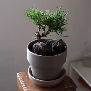 [텐바이텐]묵연 해송(Silent Ink Black Pine) 미니 소나무 분재 화분