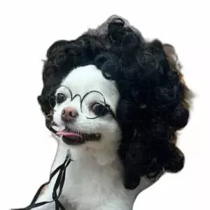 강아지 가발 분장 애견코스프레 고양이 동물 헤어 모발