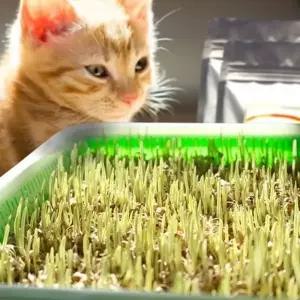 고양이 새싹 키트 고양이 수경재배 반려묘풀 먹는 키우기 간식 반려동물