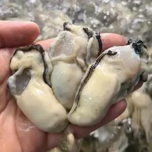 통영 생굴 1kg /통영굴/통영생굴/깐굴