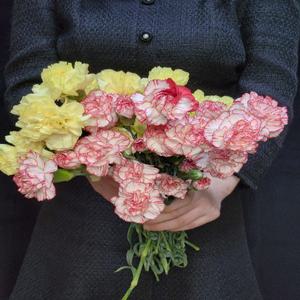 스프레이카네이션 카네이션 어버이날 어린이집 스승의날 생화 도매 꽃다발 양재꽃시장 절화 