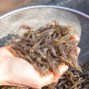 삼천포수산 활 민물 줄새우 100g 생물발송 산소포장 낚시미끼용