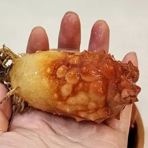 [장보리]제철 활 멍게 1kg 국내산