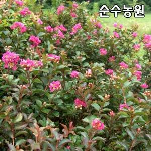 배롱나무 묘목, 미니배롱/미니백일홍(왜성) 5치포트 1개/실내조경/각종조경소재