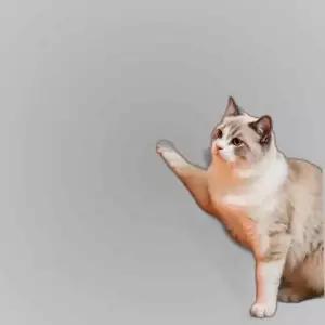 귀여운 고양이 캣타워 스크래쳐 고양이 침대 애완용품