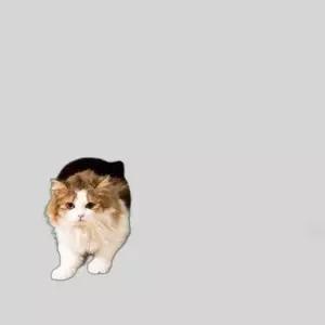 예쁜 고양이 장난감 고양이 스크래쳐 캣타워 숨숨이집
