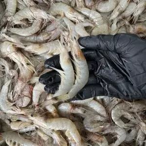 국내산 생물 중하새우 2kg (kg당 100-120미)