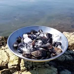 [프레쉬푸드]국내산 산지직송 통영 홍합 1kg