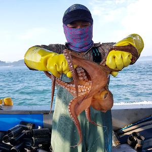 자연산 고흥 돌문어 1kg(2~4미) 급냉