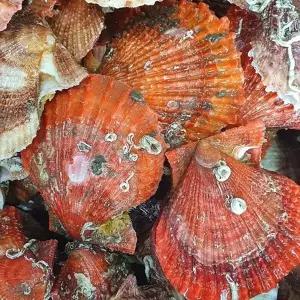 제철 국내산 비단가리비 2kg