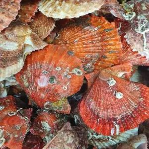 [장보리]제철 국내산 비단가리비 1kg