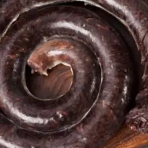 미진 찰순대 1kg 찹쌀순대 캠핑용 업소용 대용량 간식 야식 분식 순대볶음용