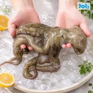 [맛도리] 당일 어획 후 발송 국내산 남해안 돌문어 1kg (2-4미)
