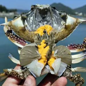 서해 활 암 꽃게 1kg 5-6미 소 햇꽃게 봄꽃게 알배기꽃게 생물꽃게 서해 암꽃
