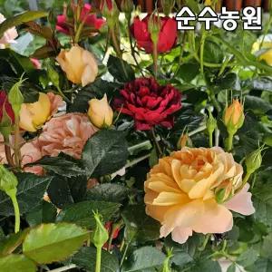 장미특선 땅장미 묘목, 스탠다드형 쥬시레인보우(삼색) 부직포30cm화분 1개