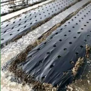 부루샵 텃밭검정비닐 10m 농사비닐