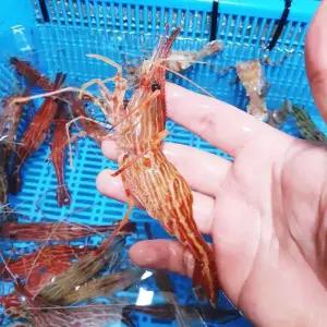 [담미로] 독도새우 500g 꽃새우 도화새우 혼합(15~30미)