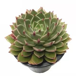 (튼튼)베하몰 실내 식물 루돌프 다육이 화분 15cm 화초 인테리어 인테리어용