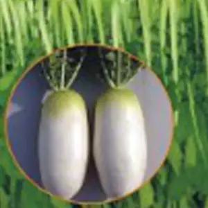 무 씨앗 무종자 김장채소 씨앗 동치미무 600g